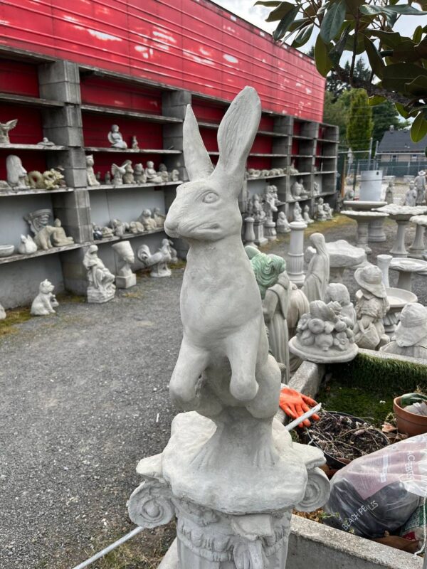 Standing hare